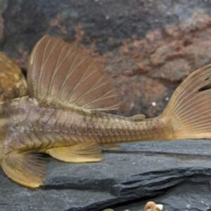 12 Healthy LEOPARD LONG FIN DANIO (Danio rerio) Mid to top water Live Fish🐆