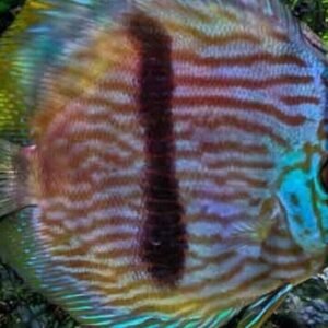 Rio Vichada Altum Angel large Healthy Live Angel Fish tropical aquarium