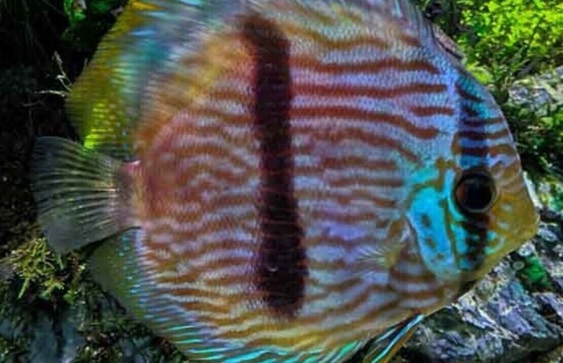 57_b2b3e93c-9762-49f9-9502-d7ad4f78845e.jpg Rio Vichada Altum Angel large Healthy Live Angel Fish tropical aquarium