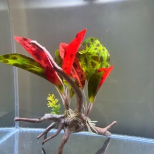 6x GOLD Cardinal Tetras Striking Colors live Fish Better in person! Trust me!