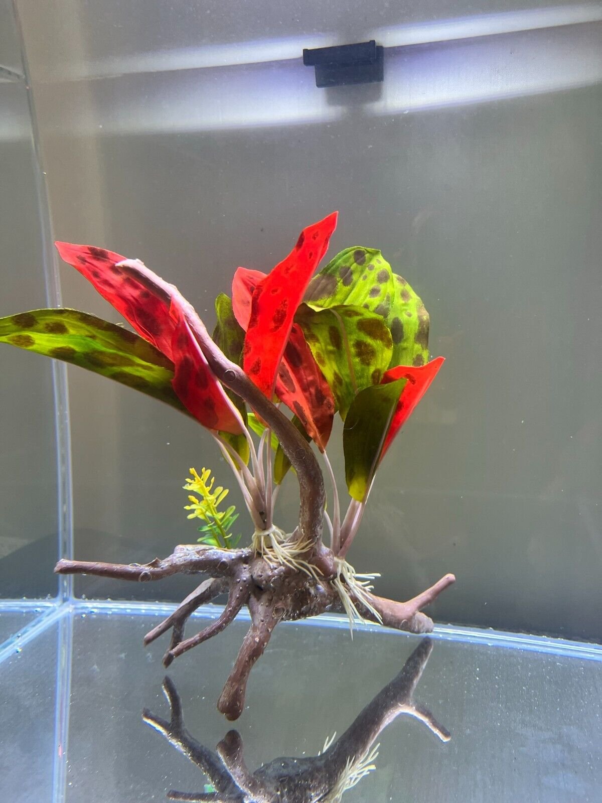 57_b390777a-e65d-46b2-b2e4-e291e832d9b1.jpg 6x GOLD Cardinal Tetras Striking Colors live Fish Better in person! Trust me!