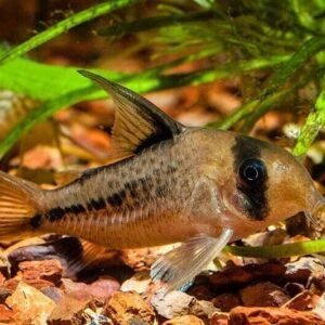 5 Corydora Delphax XL - great in a bottom dweller school! Live Fish