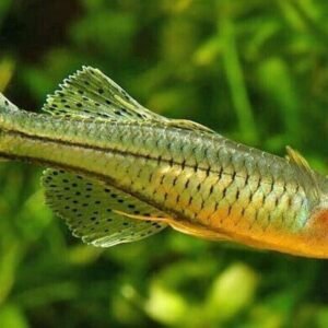 2 PACK M/L New Guinea Red Rainbow - Rainbowfish live Fish FAST SHIP