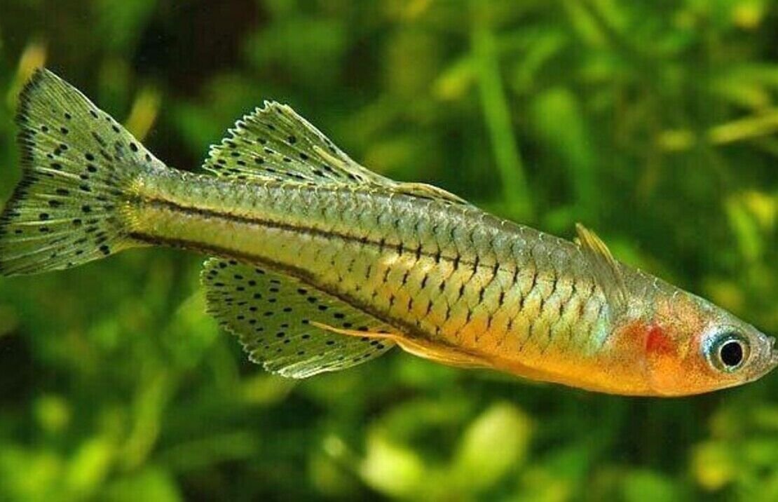 57_b3f3d7be-e03a-4125-aceb-90d713854df2.jpg 2 PACK M/L New Guinea Red Rainbow - Rainbowfish live Fish FAST SHIP