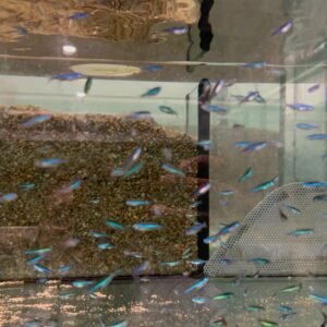 LONG FIN SUPER RED Bristlenose Pleco - 1-1.5" Live Fish Fast Shipping