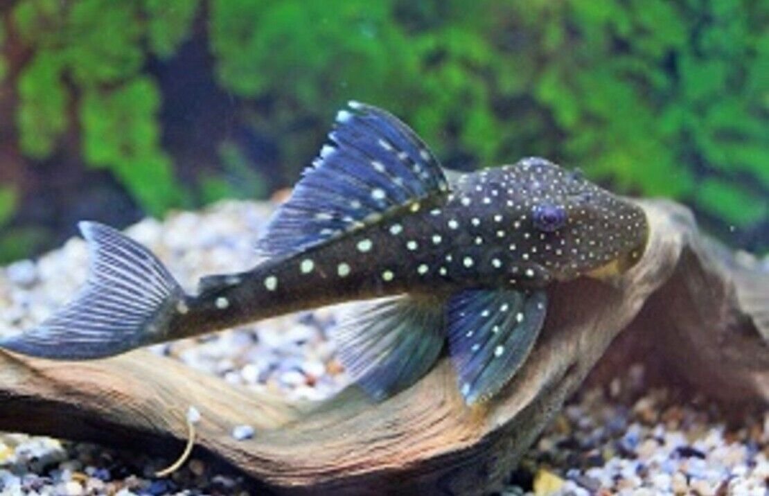 57_b6244a76-c240-4da9-b69b-695b6bc5de9c.jpg L128 Blue Phantom Pleco 4.5-5" Wild Caught - Live Fish Fast Shipping Collectible