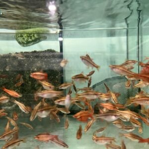 3x Haplochromis Livingstoni 1.75" - Colorful Freshwater FAST SHIP