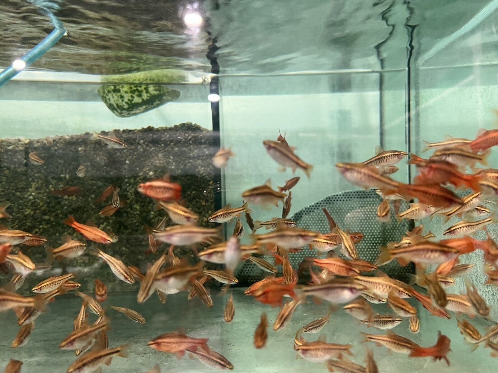 57_b6e0c5d6-4cea-44b6-a6c9-99706e7bd758.jpg 3x Haplochromis Livingstoni 1.75" - Colorful Freshwater FAST SHIP