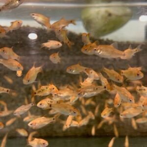 6x PUNCTATUS SPOTTED CORY CAT CORYDORAS FAST SHIP