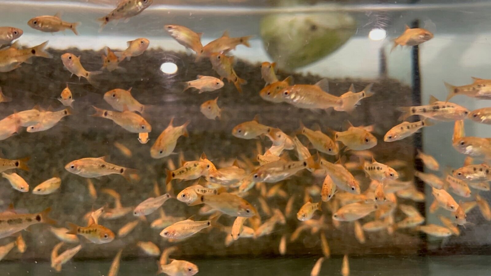 57_b6f55637-0a12-43a2-8842-c95f0c909ce9.jpg 6x PUNCTATUS SPOTTED CORY CAT CORYDORAS FAST SHIP