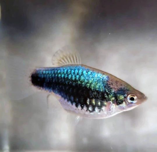 57_b6ff18e8-ebc1-4fad-9cc4-829465e14c25.png 6x Corydora Schwartzi Schwartz's Elegance in Miniature Form Fast Ship Live Fish