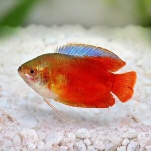 Colorful 12-Pack Sunset Platy Live Fish: Vibrant Community FAST SHIP