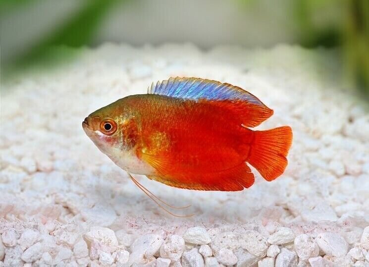 57_b85662ef-e5fa-408e-83ea-1c7eb508553b.jpg Colorful 12-Pack Sunset Platy Live Fish: Vibrant Community FAST SHIP