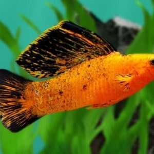 ✔ 3x Green Sailfin Molly - Awesome Healthy Lively Bright ! 🌿 Live Fish