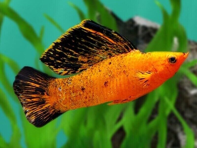 57_b933a94b-e87a-4880-9199-db4967bc028a.jpg β 3x Green Sailfin Molly - Awesome Healthy Lively Bright ! πΏ Live Fish