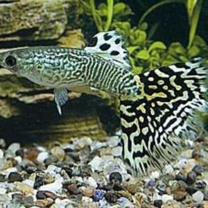 3 Indian Multistripe Loach Botia Dario - Aquatic Enchantment Live Fish Fast Ship