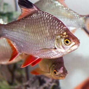 3x Gold Angelfish Small Unbeatable Pricing and Healthy Live Fish Small Size