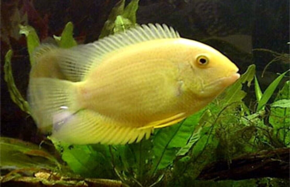 57_bb31130d-4250-4344-a63e-827400d83fac.jpg 2x Albino Tiger Oscars 1.5" Astronotus Ocellatus Live FAST SHIP