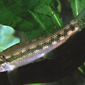 12 Medium Cherry Barbs - Peaceful Schooling Live Fish FAST SHIP