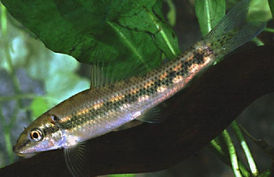 57_bc4b9608-5613-47a8-972c-c9cb39b661a6.jpg 12 Medium Cherry Barbs - Peaceful Schooling Live Fish FAST SHIP