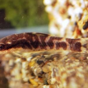 Longfin Brochis (hog-nosed Brochis) XL Wild CORYDORAS FAST SHIP LIVE FISH