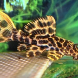 5 Pack Bumble Bee Goby Live Fish: Stunning Nano Aquarium Species Crazy Price WOW