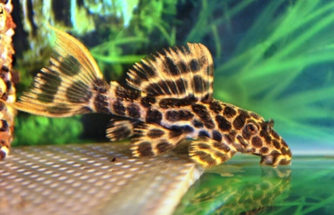 57_bc859a6d-221b-4f1f-bdb7-09b65ce36684.jpg 5 Pack Bumble Bee Goby Live Fish: Stunning Nano Aquarium Species Crazy Price WOW