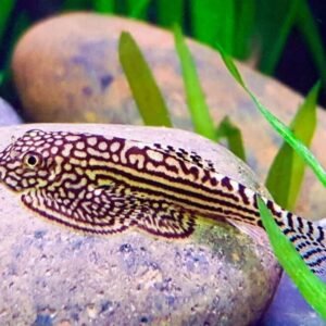 12-Pack Harlequin Rasbora Vibrant Live Fish: Colorful FAST SHIP