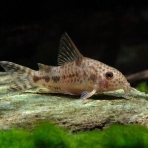 🌟 1 Mesmerizing Blue Ramirezi - German Blue Ram FAST SHIP 🐠