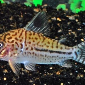 3 Pack Koi Angel Medium Size Body Healthy Live Angel Fish tropical aquarium