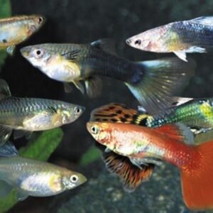 1x, 3x, 6x Green Line Lizard Tetra - RARE! OVERNIGHT SHIP 🐠 Live Fish WOW!