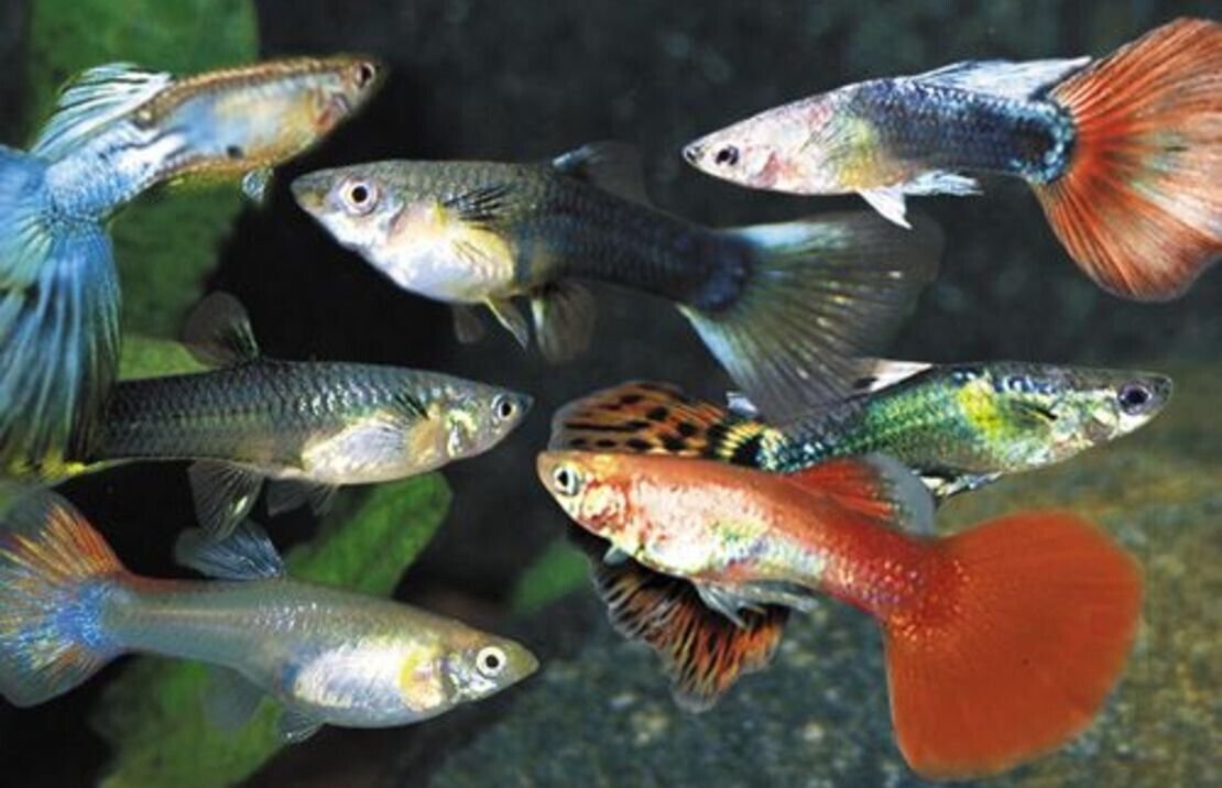 57_bee1c734-4b08-48c1-afb0-def15fc951d1.jpg 1x, 3x, 6x Green Line Lizard Tetra - RARE! OVERNIGHT SHIP 🐠 Live Fish WOW!