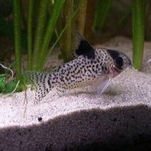 🐟2x Otocinclus Zebra Catfish - Nature's Clean-Up Crew! 🐟 Live Freshwater Fish