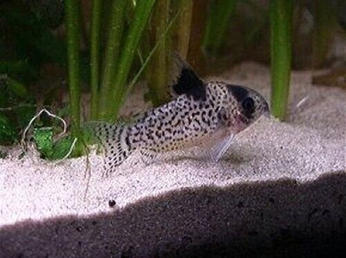 57_c13b3669-5b8a-4dba-a04b-981feead75a0.jpg 🐟2x Otocinclus Zebra Catfish - Nature's Clean-Up Crew! 🐟 Live Freshwater Fish