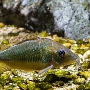 6 Otocinclus Niger - Black Oto The Ultimate Algae Cleaner! Live Fish