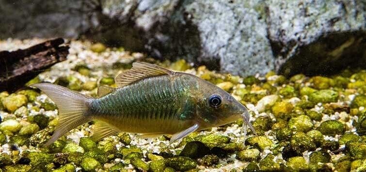 57_c2dc5189-1710-4f19-a327-ee78e166887a.jpg 6 Otocinclus Niger - Black Oto The Ultimate Algae Cleaner! Live Fish