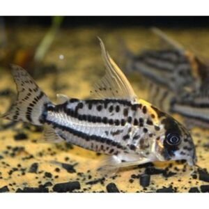 False Zebra Plecostomus L127 Approx. 1.5" Live Fish FAST SHIP Pleco