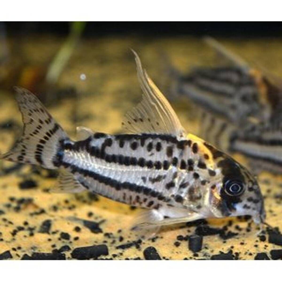 57_c341c8aa-75ed-4e17-8eae-263e5afd29db.jpg False Zebra Plecostomus L127 Approx. 1.5" Live Fish FAST SHIP Pleco