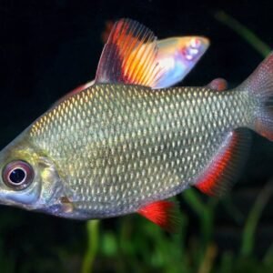 12X Florida Flagfish Jordanella floridae Medium Looks great as a school 12 pack