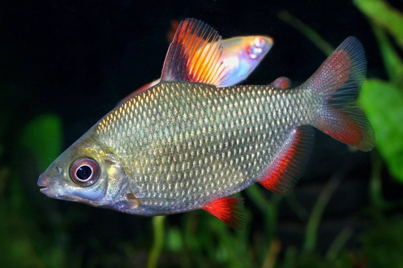 57_c380f87b-9bb1-43f1-a36d-03fb700205d1.jpg 12X Florida Flagfish Jordanella floridae Medium Looks great as a school 12 pack