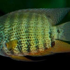 🐟 3x Balloon Electric Blue Rams- Microgeophagus Ramirezi FAST SHIP