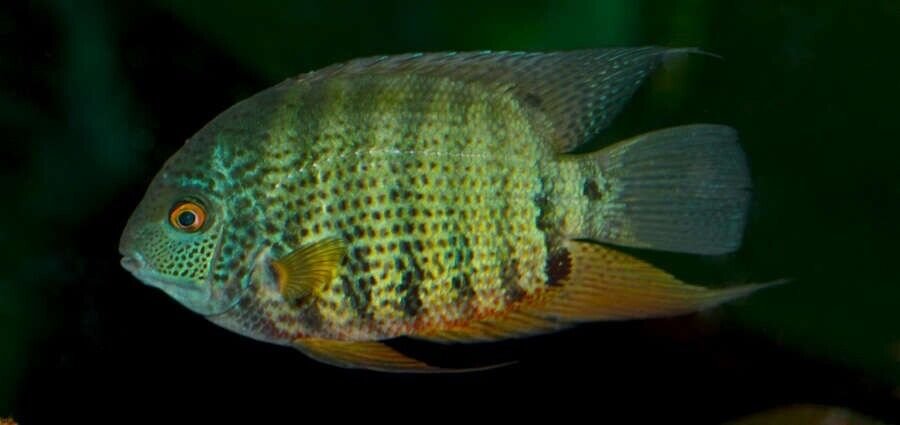 57_c3a6a1e5-315e-41f6-af6f-f40b7c633688.jpg 🐟 3x Balloon Electric Blue Rams- Microgeophagus Ramirezi FAST SHIP