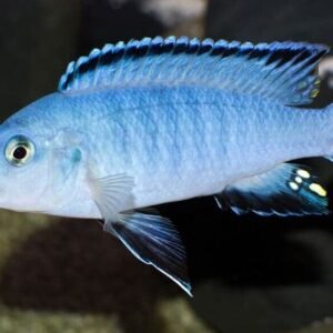 3 Albino Taiwan Reef Cichlid 1.75" - Colorful Freshwater FAST SHIP