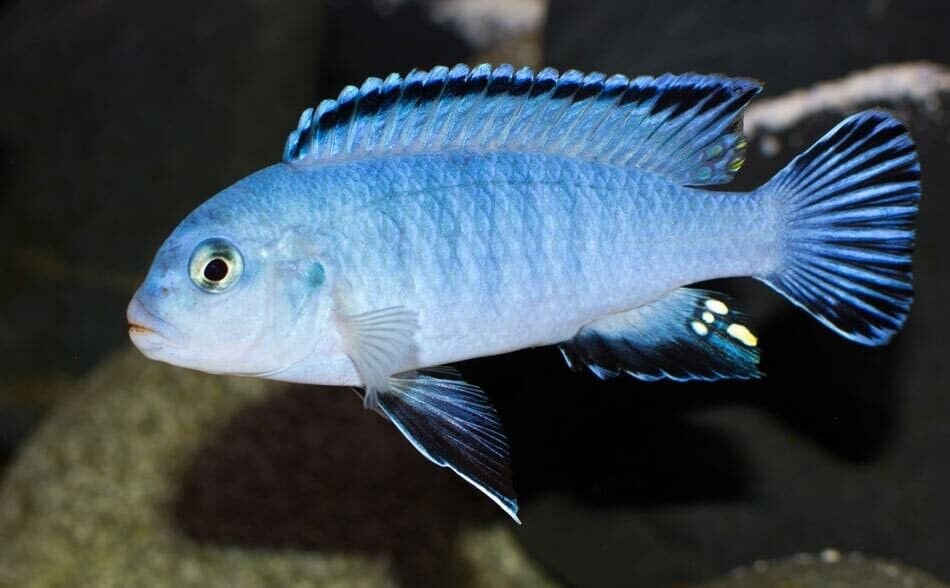 57_c3d3b4f1-1f1b-411c-97a3-9004b267a9e4.jpg 3 Albino Taiwan Reef Cichlid 1.75" - Colorful Freshwater FAST SHIP