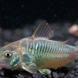 3x M/L Albino Corydora Sterbai Elegance in Every Movement! 🌿 Stunning Live Fish