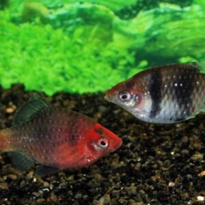 6 Corydoras Julii Large - Beautiful Cory Catfish Live Fish Awesome Lively