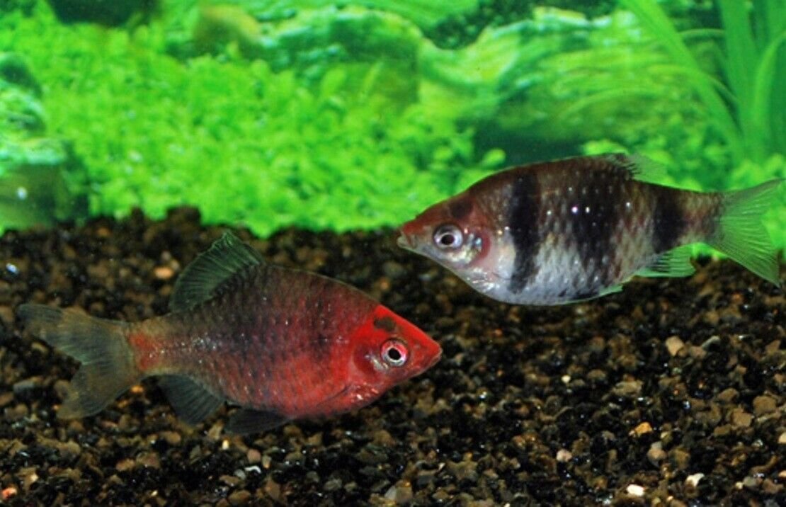 57_c4c5c4b9-9cde-48db-9d09-a21fa522af57.jpg 6 Corydoras Julii Large - Beautiful Cory Catfish Live Fish Awesome Lively