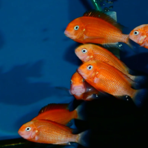 2 Bemba Tropheus Orange Belt 1.5" Live Fish: Unique African Cichlid