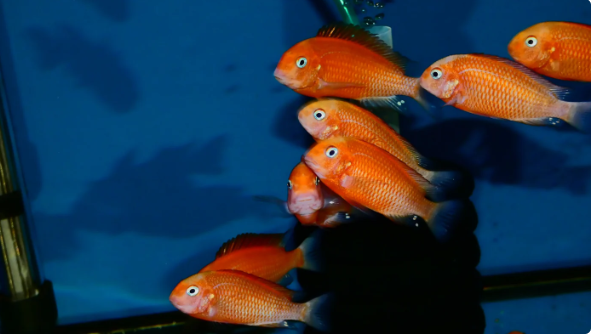 57_c5f8fa26-6a07-4f0e-bd31-7ccd016a95cf.png 2 Bemba Tropheus Orange Belt 1.5" Live Fish: Unique African Cichlid