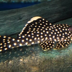 1 Pair Juvenile Apistogramma Cacatuoides Live Fish FAST SHIPPING